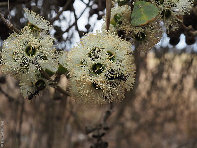 Eucalyptus cneorifolia f Denzel Murfet KI